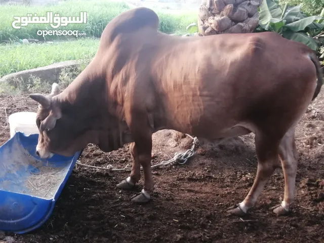 ثيران مطعومة للبيع أحجام كبيره مطعومة تمر علف وحشائش وغبار بشكل يومي توزن بعد الذبح اكثر من 200 كليو