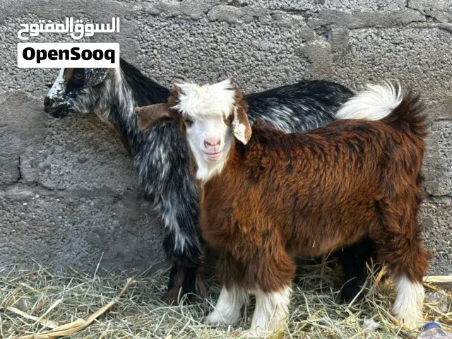 جدايه ماشاءالله