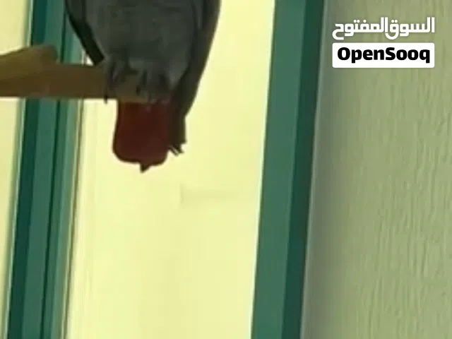 كاسكو سوبر جامبو