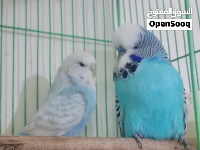 سلام عليكم طيور حب انكليزي مستوا كلش حلوو