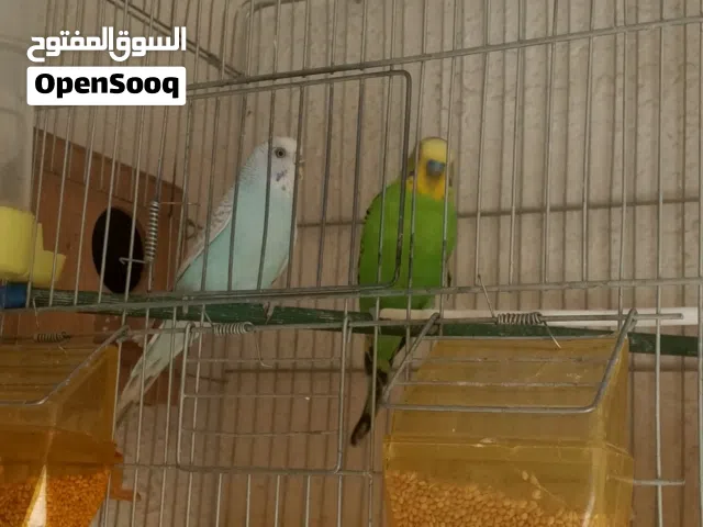 عصافير كنار وعصافير حب