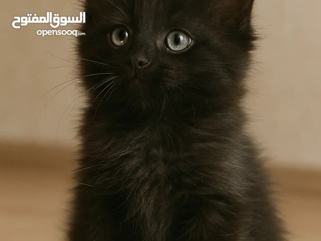 قطط للبيع نوع برتش بيور