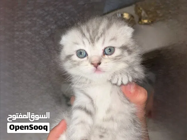 قطط سكوتش فولد العمر شهر