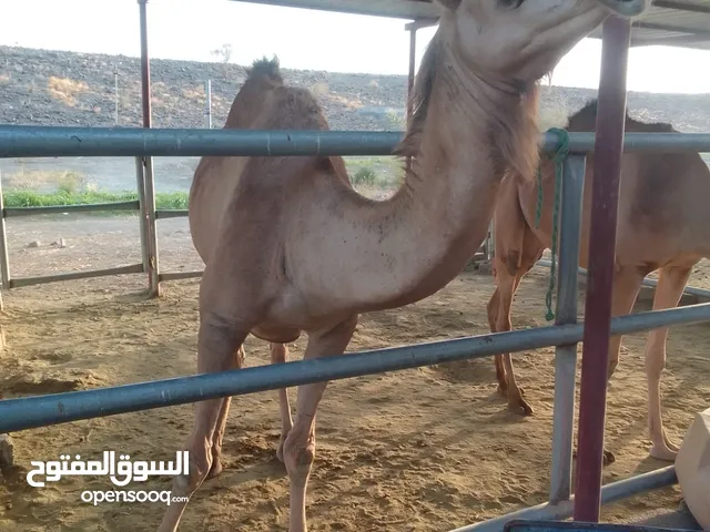 ناقه حايل كل أموره طيبه اللي