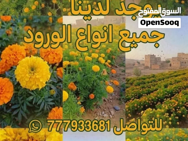 ورد قطيفه ملون