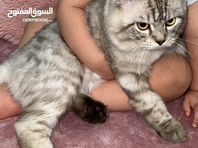 قط شيرازي ذكر