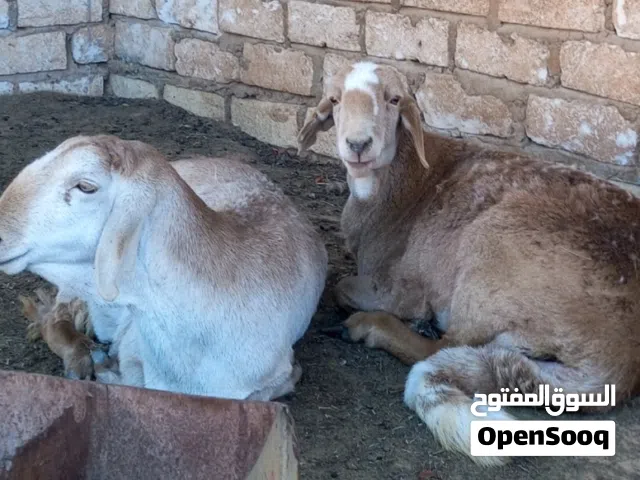 السلام عليكم فيه اربع انعاج خرطوميات اسمان وهدوات سنونهم ثنية وسداس للبيع في الزنتان