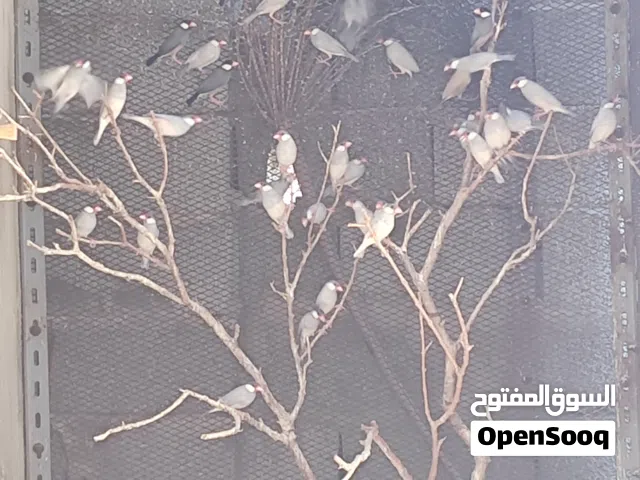 بودي جاوا اقرأ الوصف