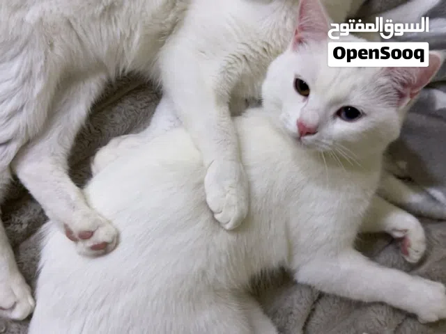 Cats for adoption