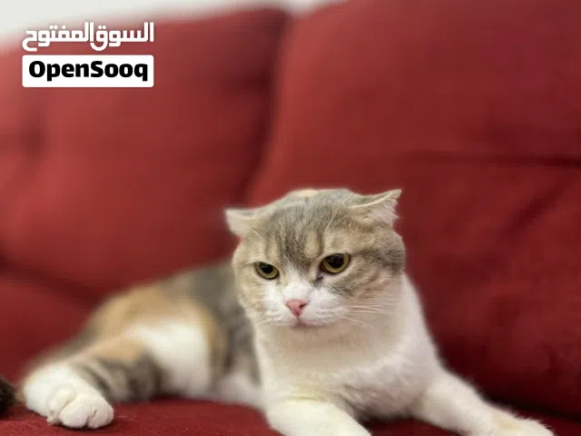 قطه مع أطفالها