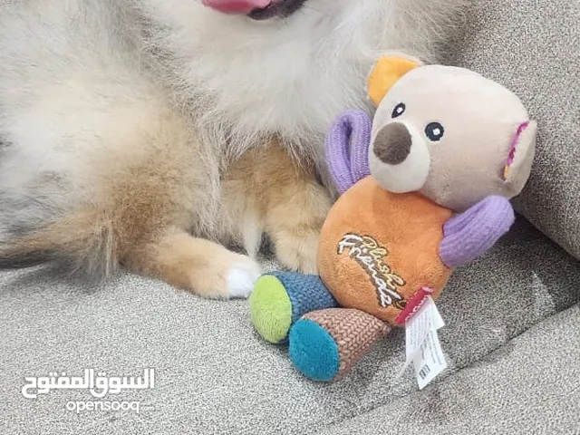 بومرينيان أنثى متوفر عدد 2 حجم ميني صغير لعوبة و صحتها ممتازه عمرها شهرين مع الجواز و تطعيمات عجمان