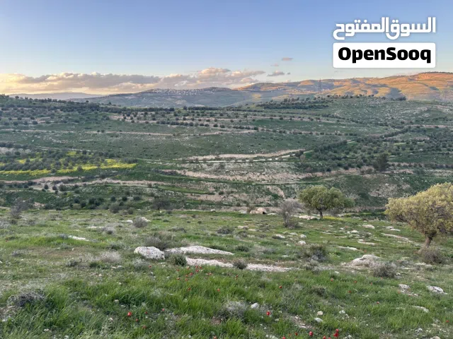 Farm Land for Sale in Zarqa Al-Alouk