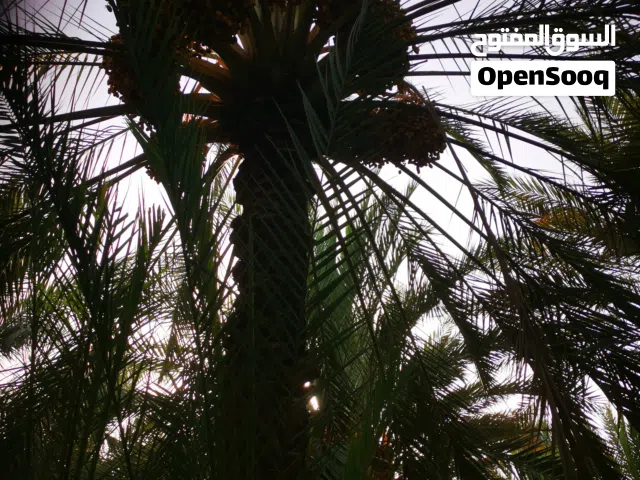 نخيل للطنا او جداد بالعسقة