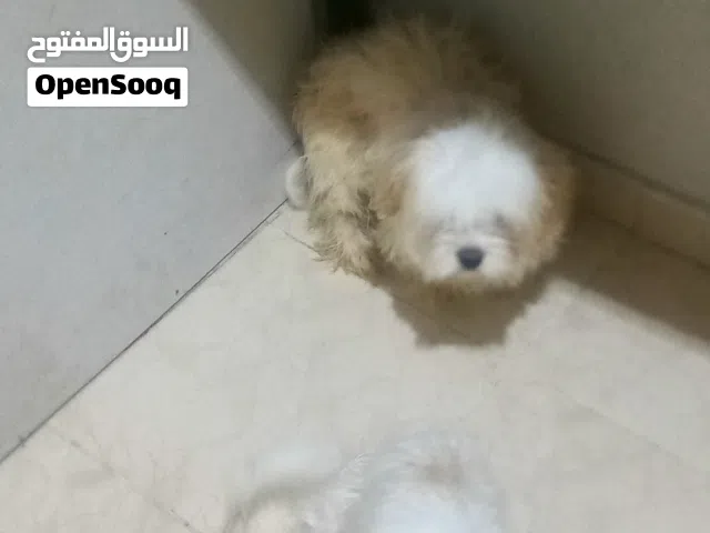 كلب للبيع مالتيزر