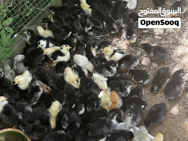 للبيع فروخ دجاج ترثه و عراقي اسود