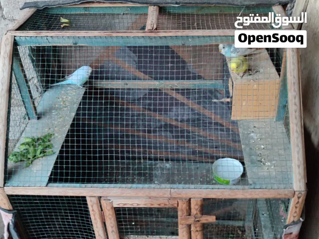 طيور الحب زوج وتك فحل مع قفص
