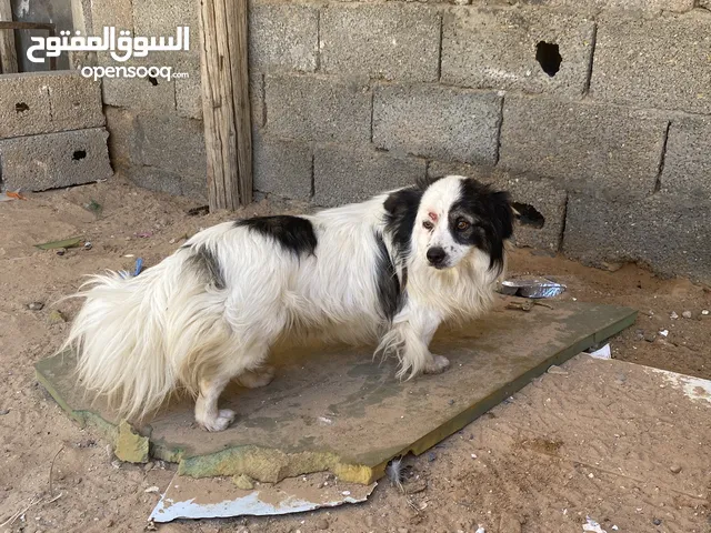 كلب بلكتيب متاعه حالة ممتازة للبيع