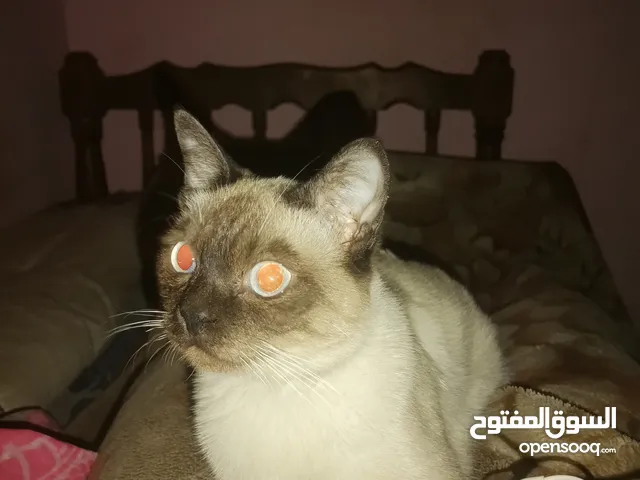 قط سيامي 7شهور بيور للبيع