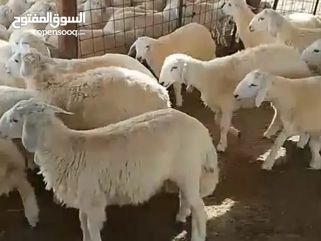 اضـاحــي ( طـلـيـان _ خـرفـان ) حررري