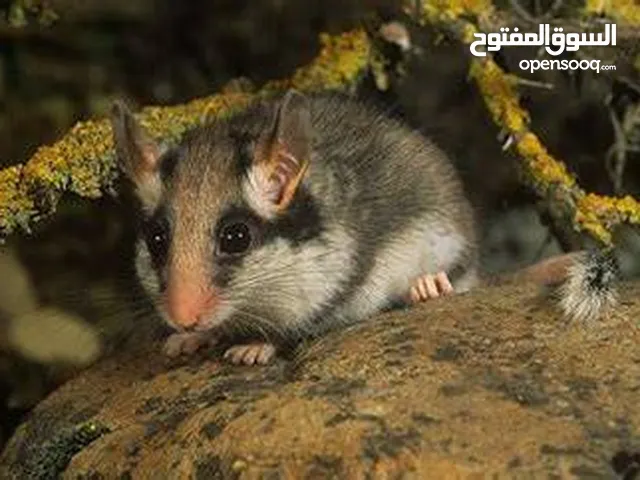هذا حيوان يسمى زغبه الحدائق نادر جداً في جميع الدول