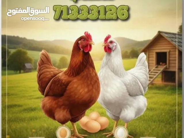 دواجن لوهمان لانتاج البيض الأصلية 100٪ جديده وليسة منتهية من المصانع