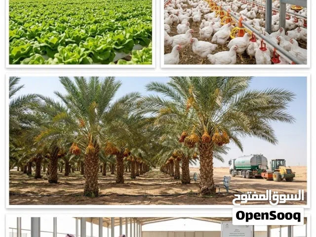 خدمة متكاملة لتجهيز تقديم المشاريع الزراعية المعتمدة من صندوق التنمية الزراعية
