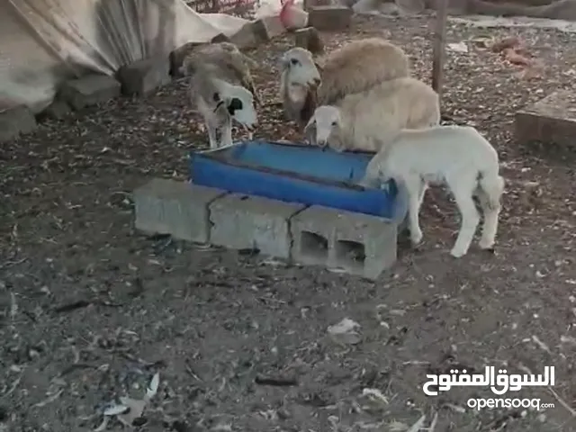 جعد حري للبيع العدد 4 اتنين امهات واتنين كباش صغار