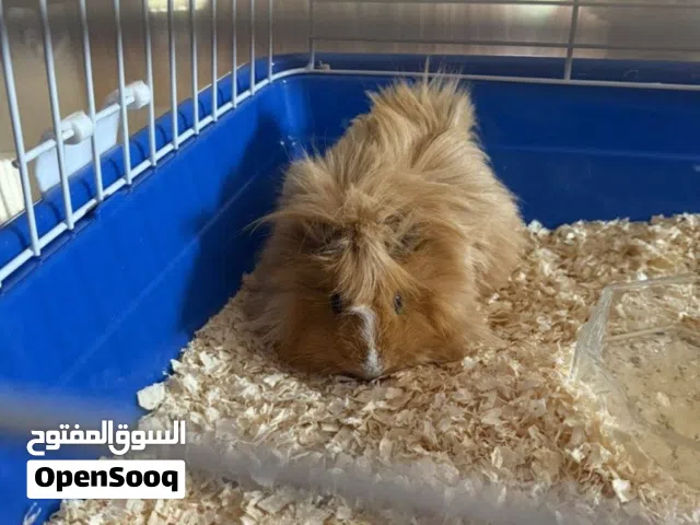 عدد 2 غيني بق ذكور 2 GUINEA PIG MALES