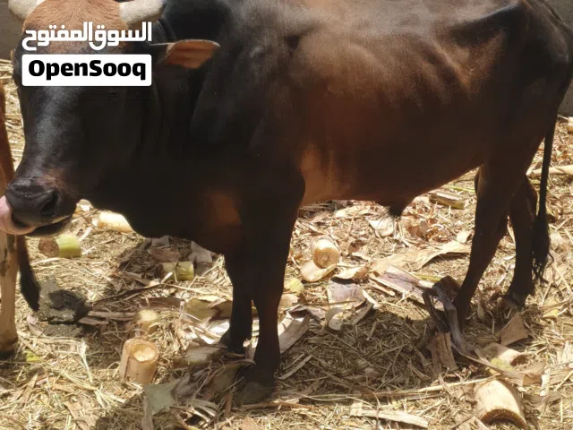 ثور عماني وبقرة سمينه