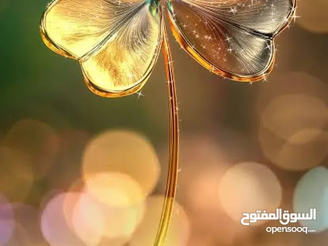 محلات مول الخواجا فى راس البر