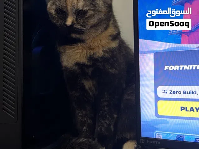قطة سكوتش انثى للتبني عمرها اقل من سنة مجاناً بدون رسوم في العين