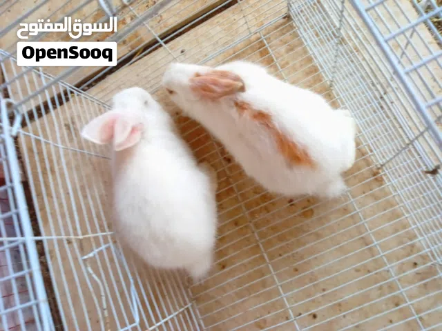 للبيع  زوج ارانب صغار