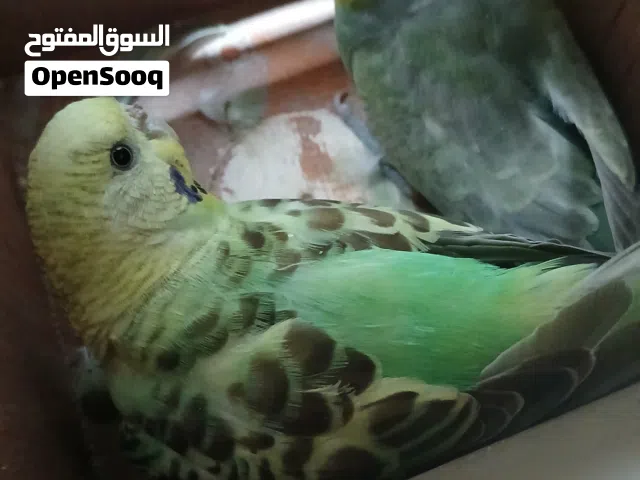 طيور برقلينو