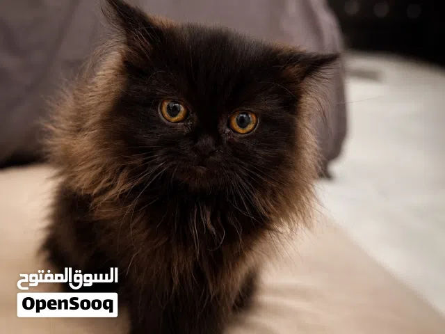 قطه انثى العمر 4 شهور ونص لعوبه جدا و حنونه متعلمه على اللتر بوكس