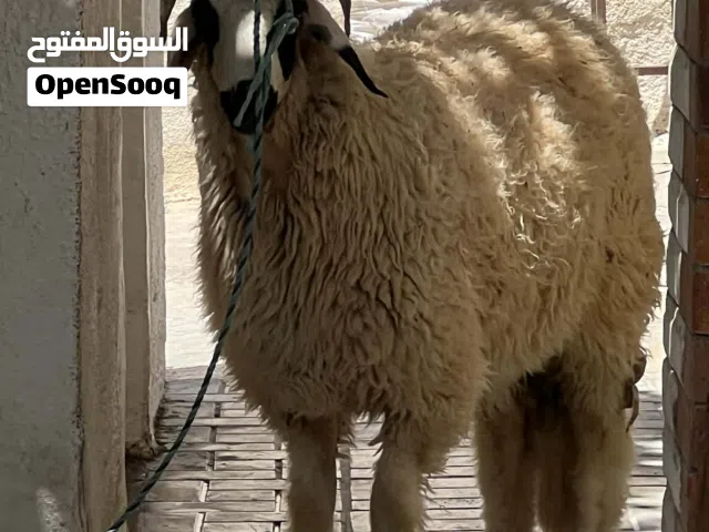 خروف ربي يبارك خروف صغير مش ابدل