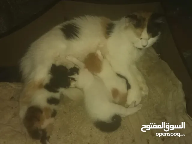 قطه عمرها سنه ومعها كتنز صغار للبيع