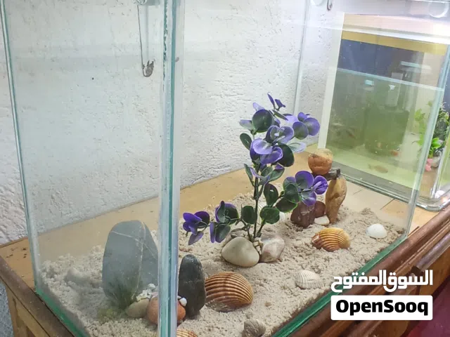اكواريوم جديد 40 سنتيم بكولشي ديالو