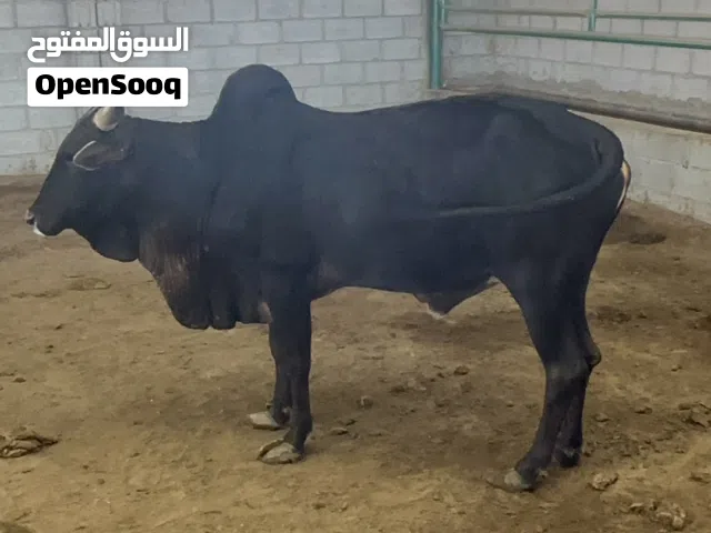 للبيع ابقار اثيوبية مطعومه سنه