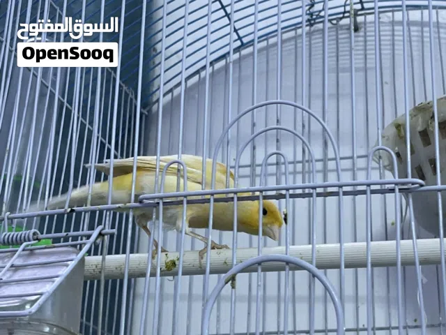 السلام وعليكم كناري