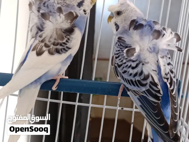 كوبية هوقو رومو كريست فريزل سبيتاكل