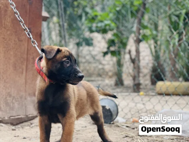 للكلاب العمر 51 يوم