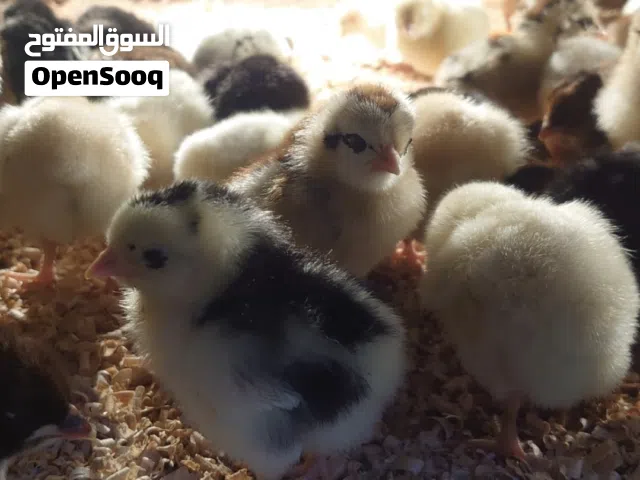 صيصان عماني فرنسي تهجين ( يتوفر توصيل )