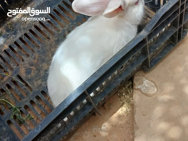 أرنب مالطية عاشره مشاء الله