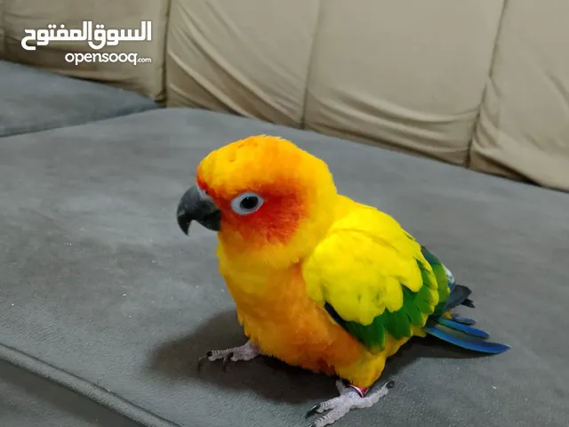 ببغاء صن كنيور الليف للبيع