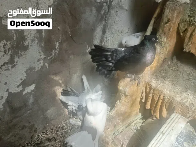 حمام زينة هنادي