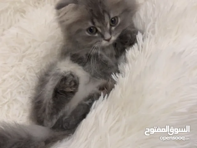 قطه سكوتش فولد كيتن