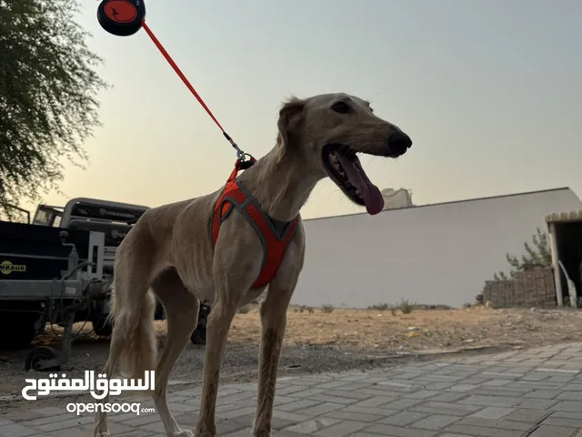 سلق لعوب و بارع في الصيد