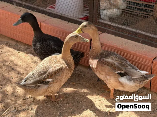 بط زينة للبيع