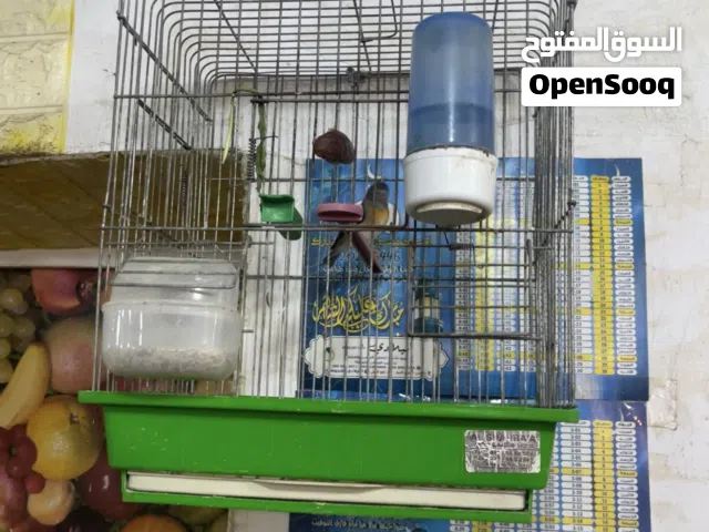 انتى سسكن انتاج محلي