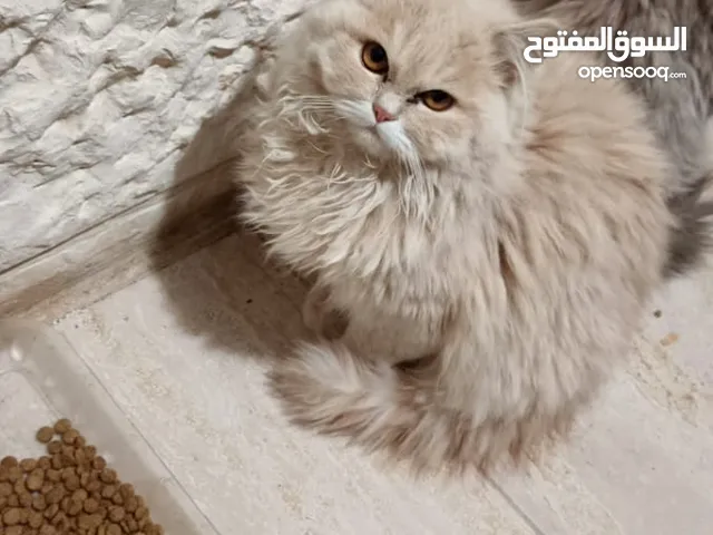 شيرازي فل للبيع السعر 400